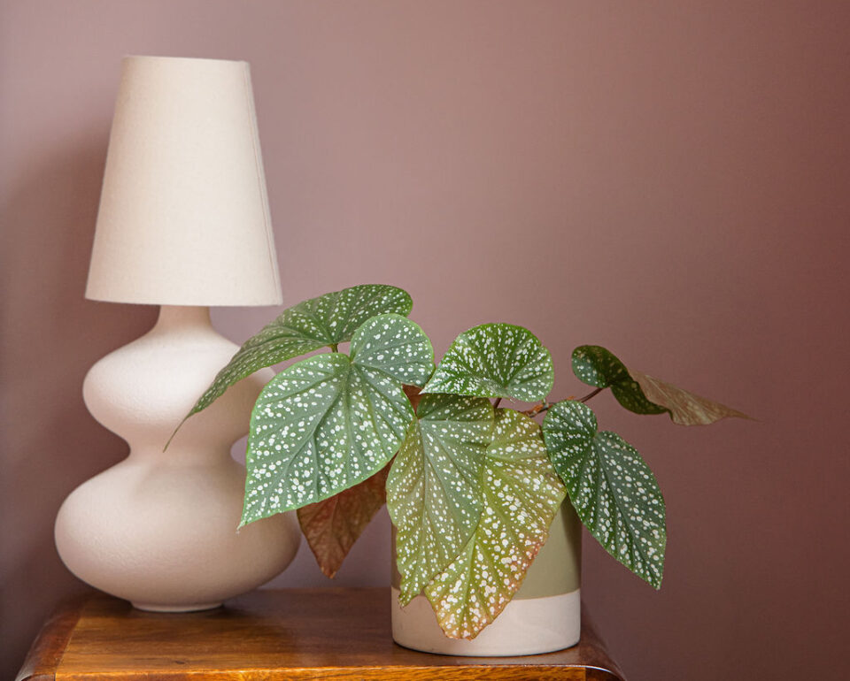 Plants in the Home of Artist Parul Tolentino